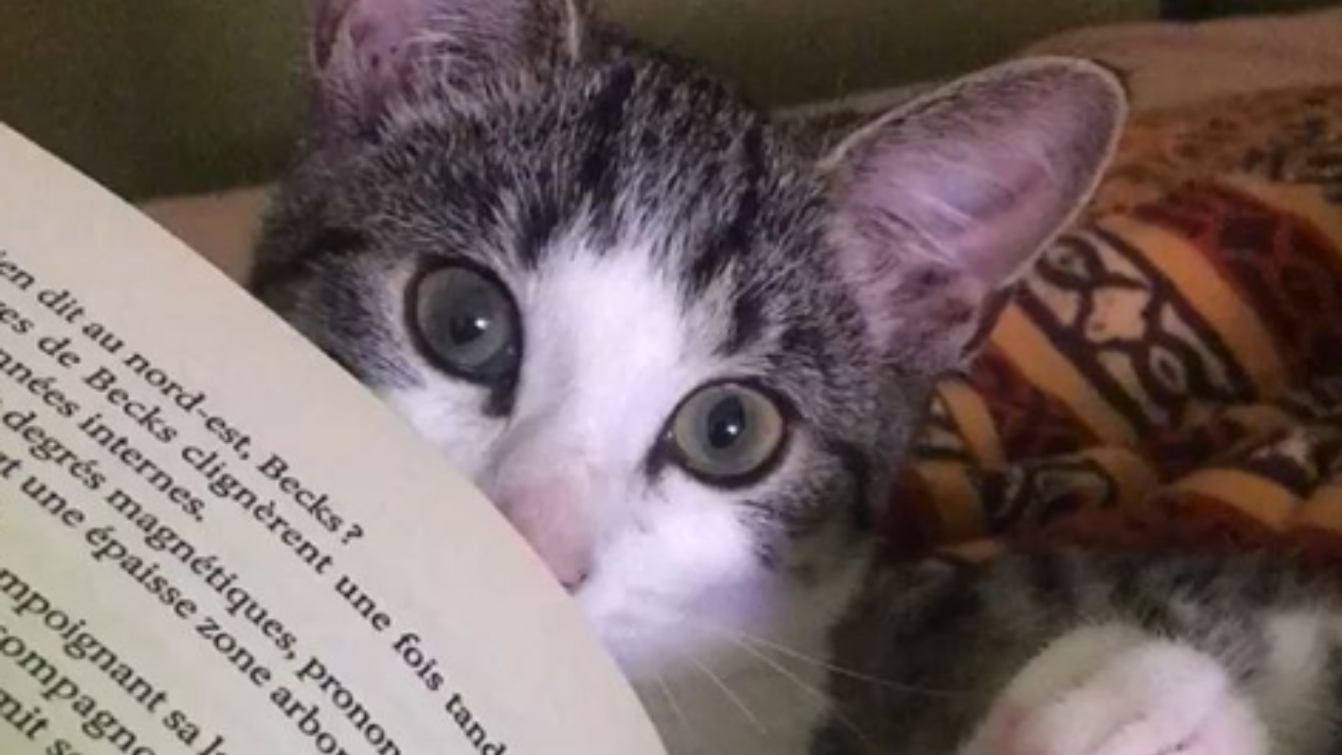 J&rsquo;ai décidé de devenir un chat