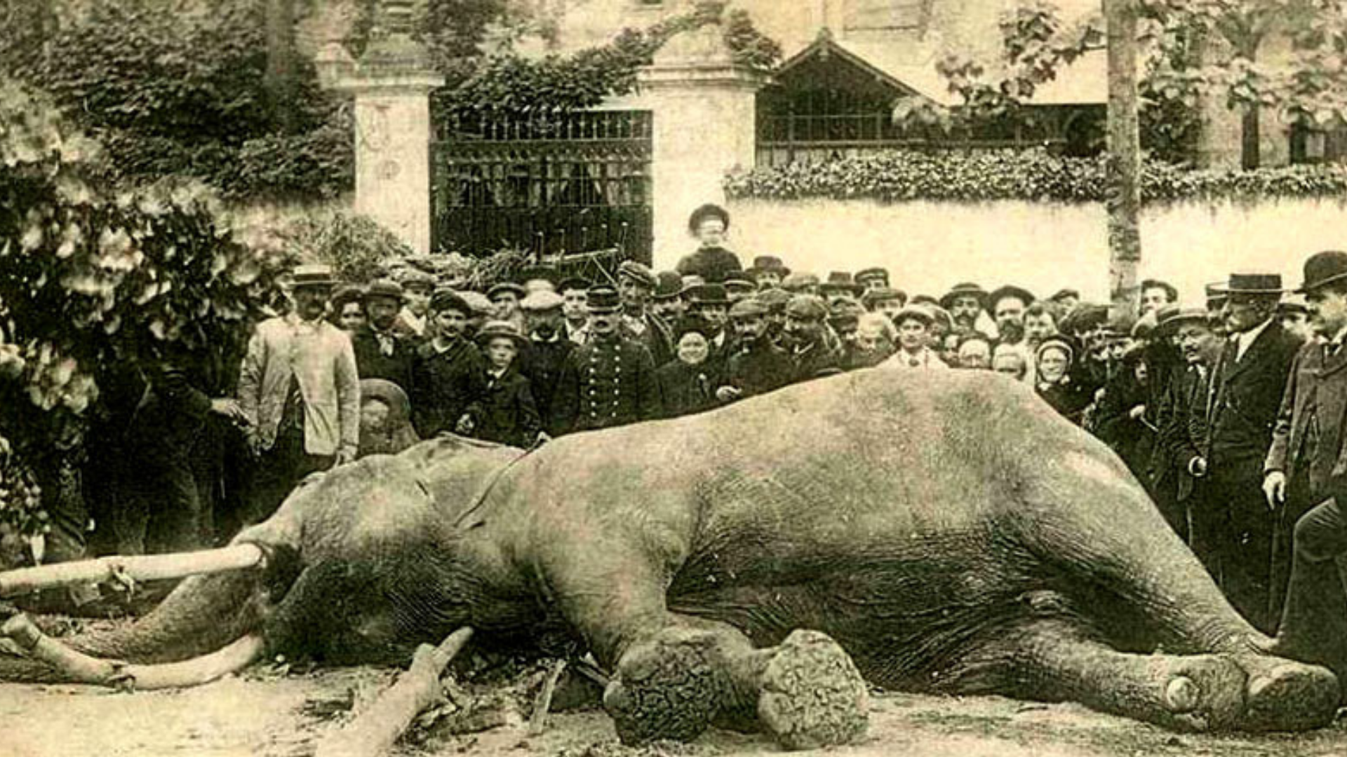 A Tours, Un jardin pour l&rsquo;éléphant fritz