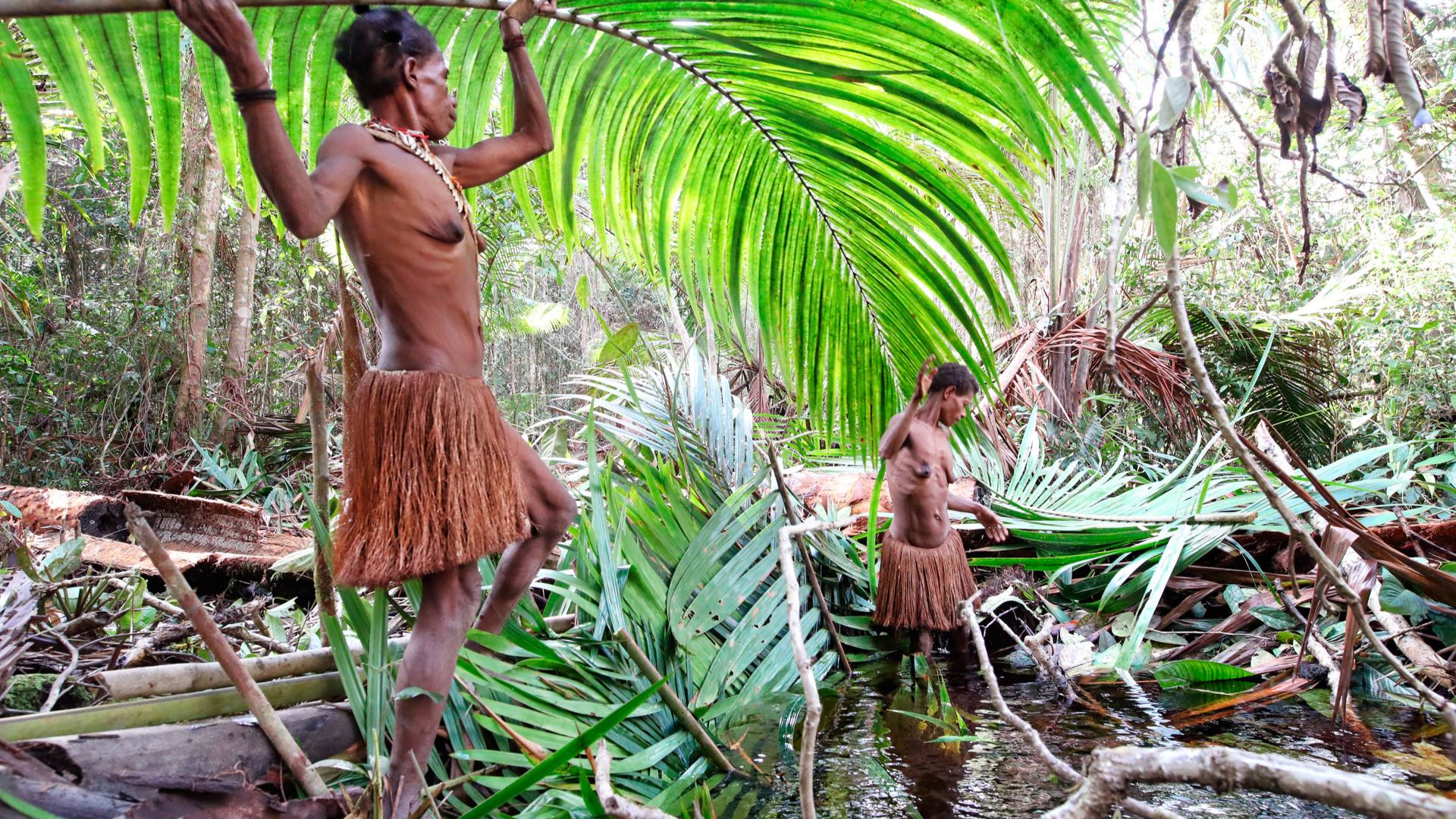 En Papouasie, la forêt des femmes en danger