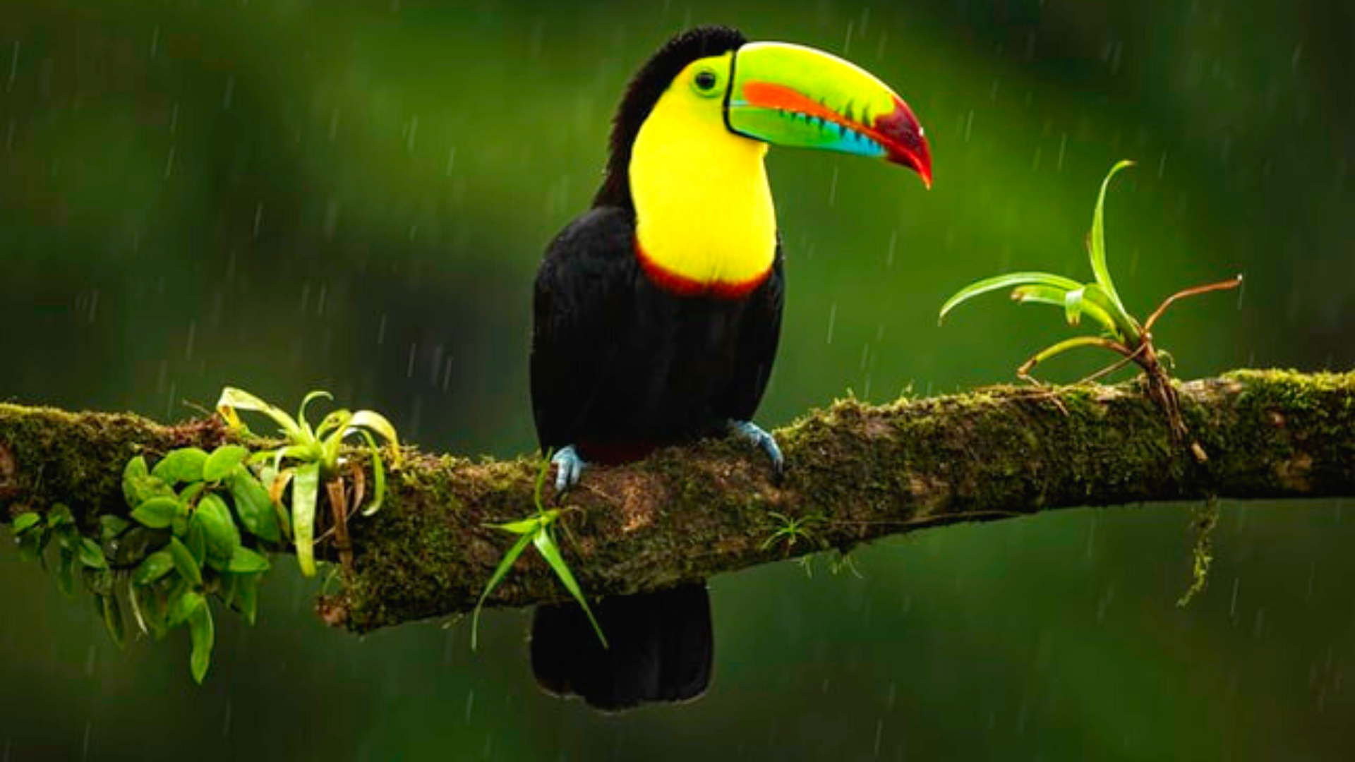 Vu du Costa Rica – « J’aimerais contribuer davantage. »