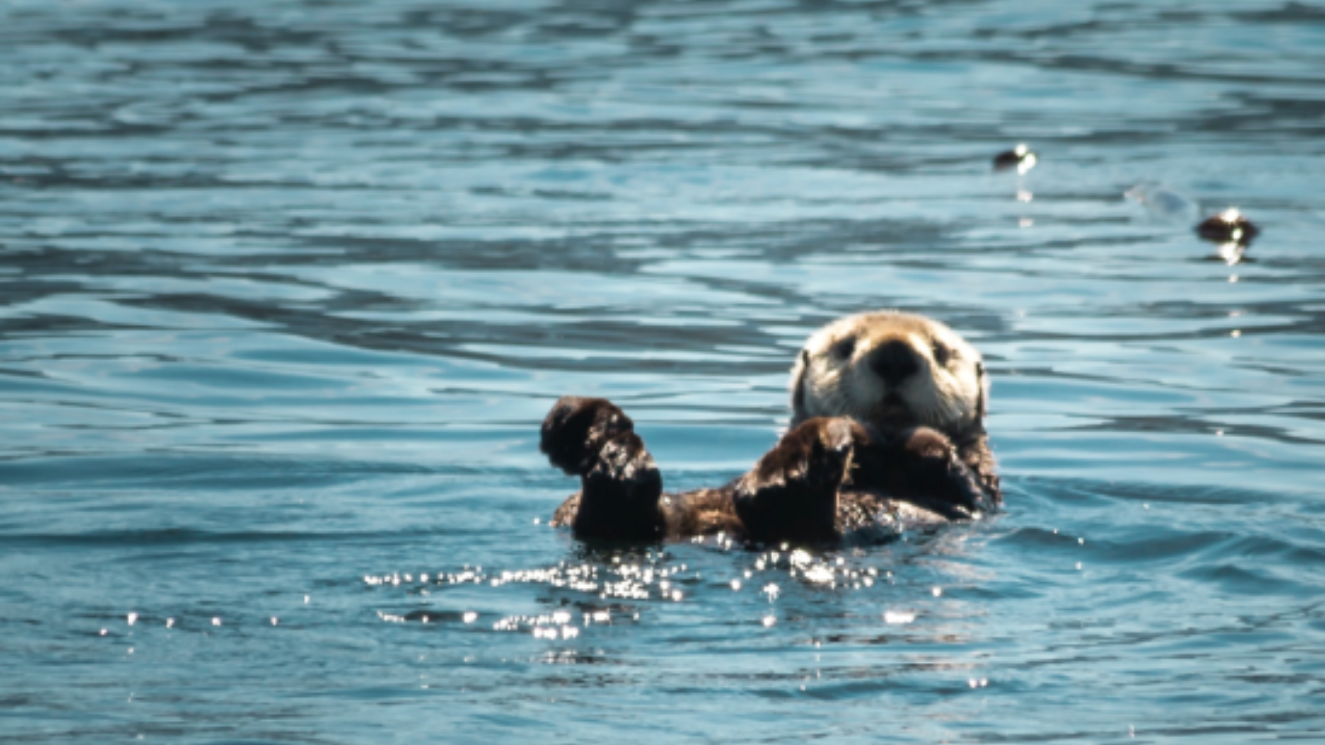Le Poème de Pablo Barrile