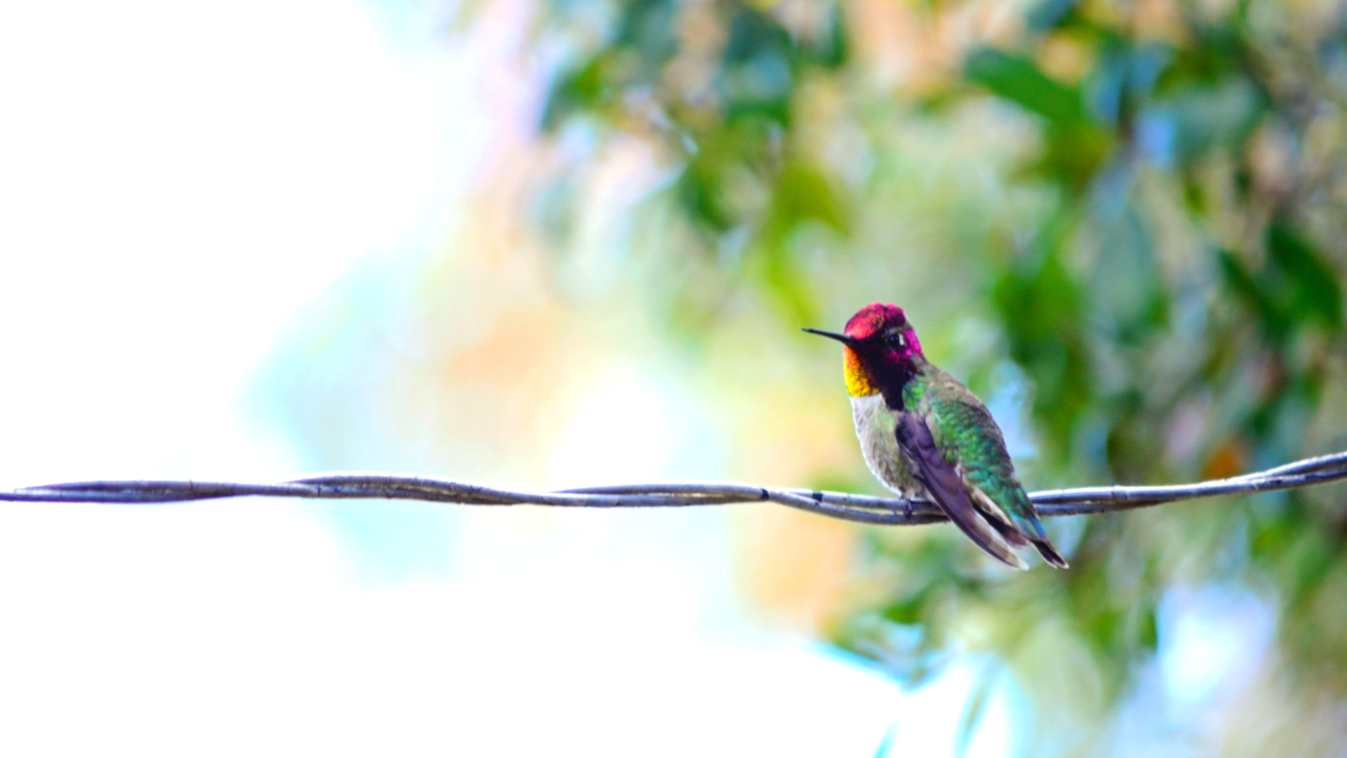 Histoire du Colibri et de la dépolitisation de l’écologie