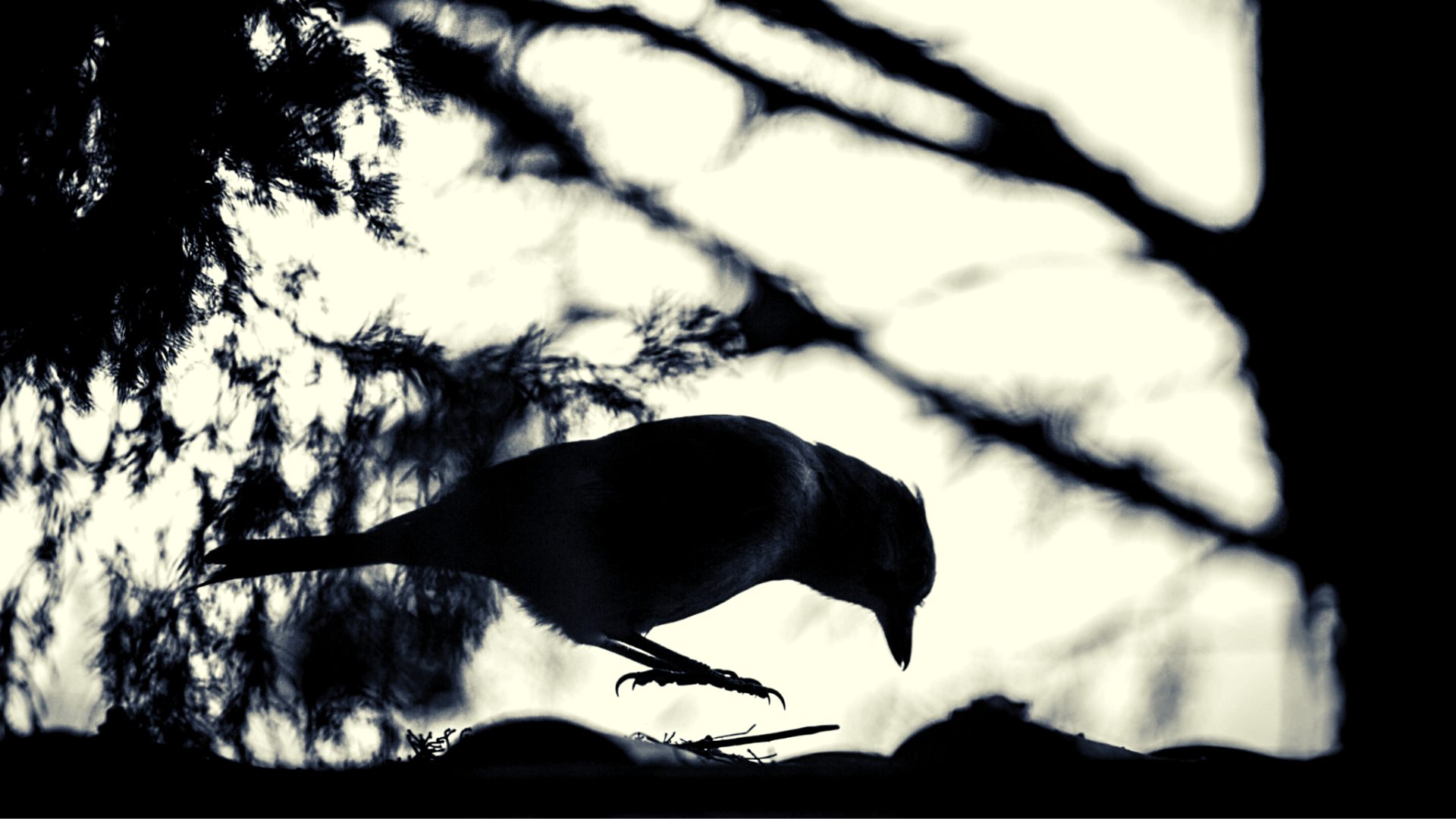 S&rsquo;émerveiller pour défendre le vivant