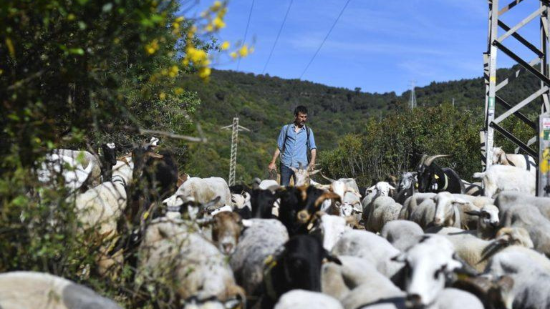 A Barcelone, La Biodiversité contre les Incendies