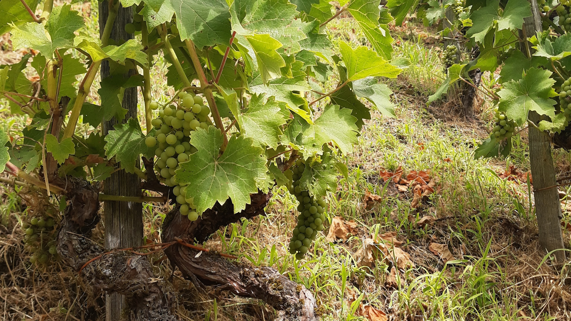 Soigner la vigne par la nature