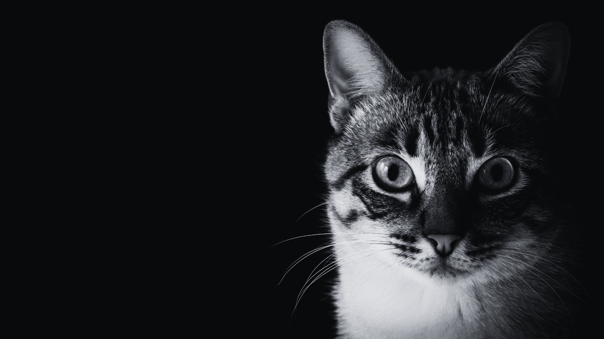 (Ani)mal représenté