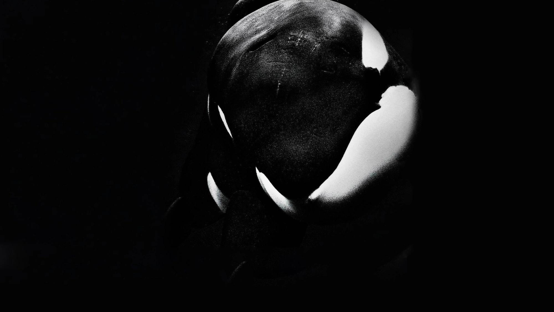 C’est tous les jours holocauste