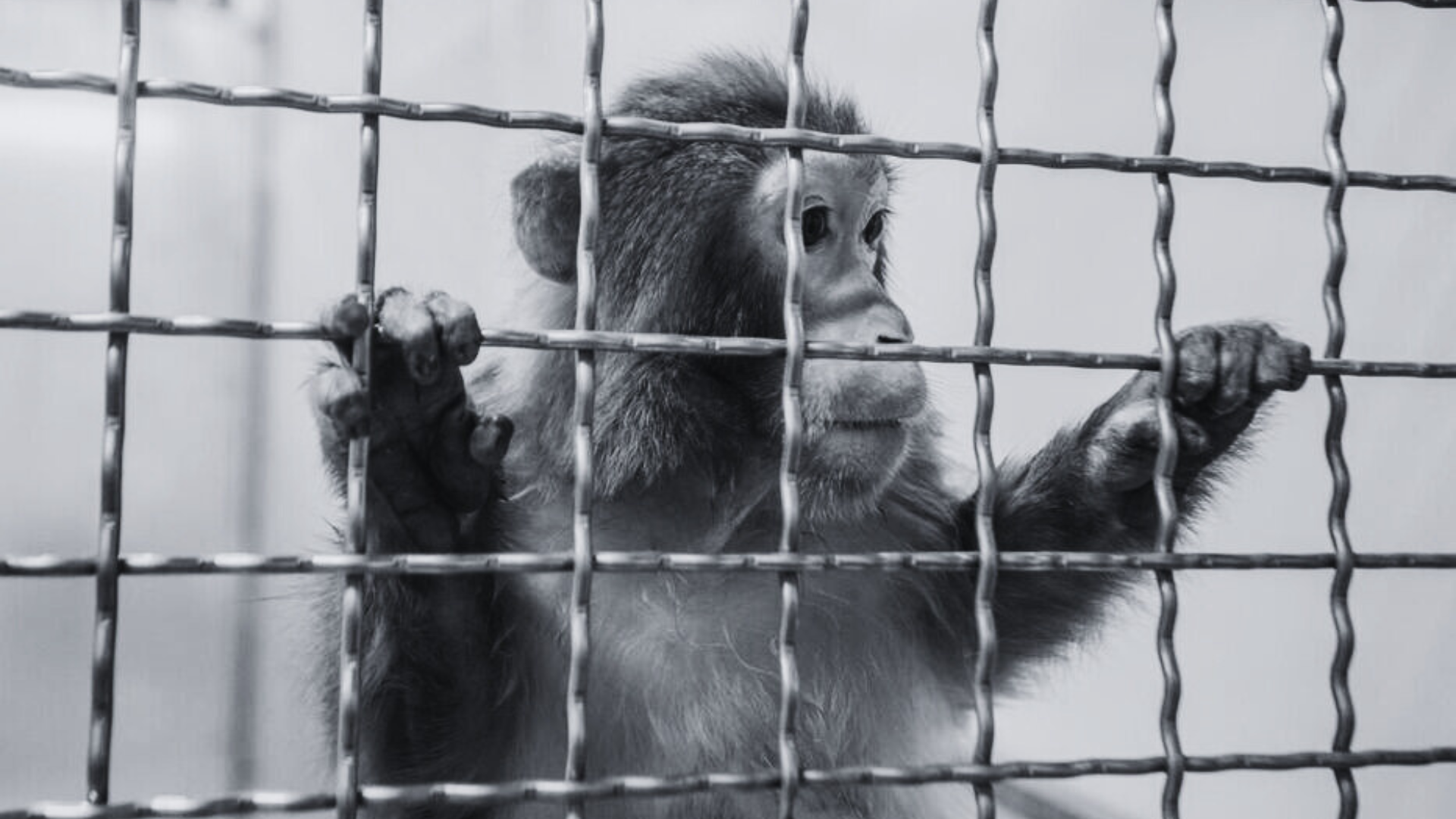 Expérimentation animale : en finir avec l&rsquo;enfer des labos